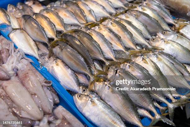 fresh mackerel - yellowfin tuna stock pictures, royalty-free photos & images