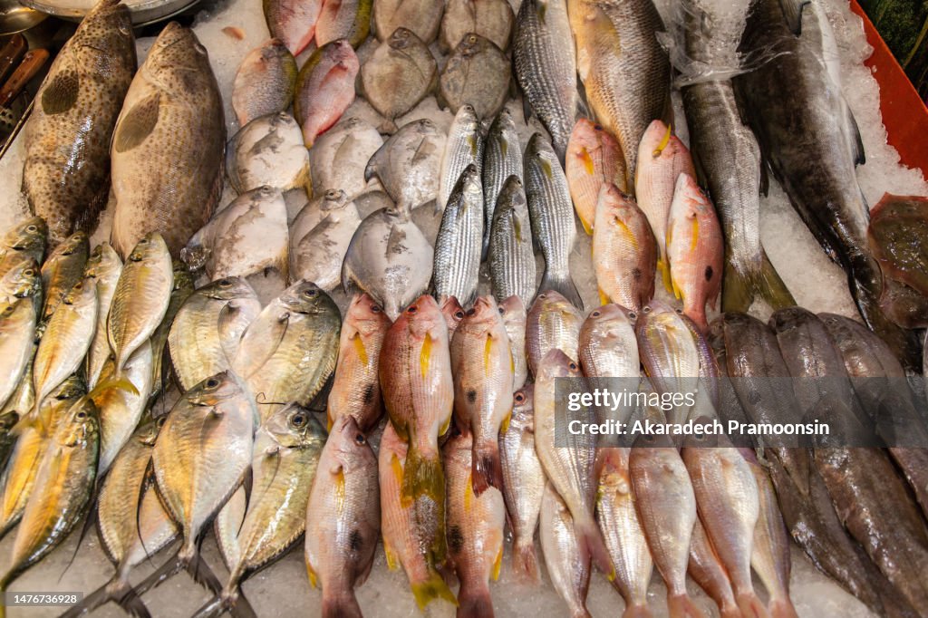 Fresh sea fish placed on ice