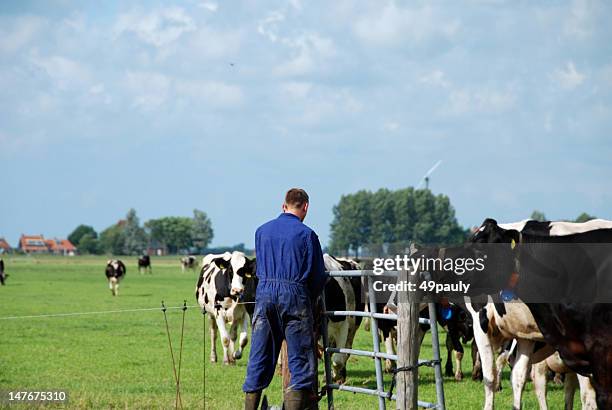 farmer in the pasture with holstein cows - spotted cow stock pictures, royalty-free photos & images