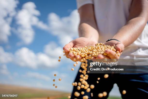bauernhand mit sojabohne - soybean stock-fotos und bilder