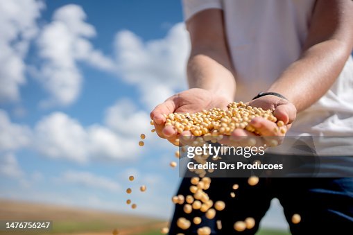 Farmer's hand with soy bean Farmer's hand with soy bean