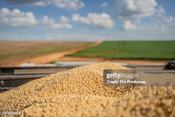 soy beans - soybean harvest stockfoto's en -beelden