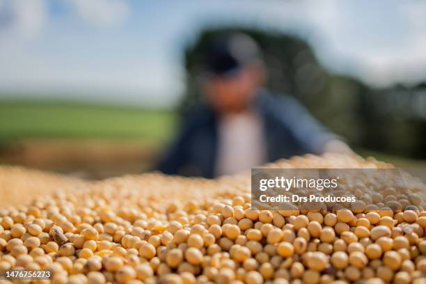 soy beans - harvesting seeds stock pictures, royalty-free photos & images