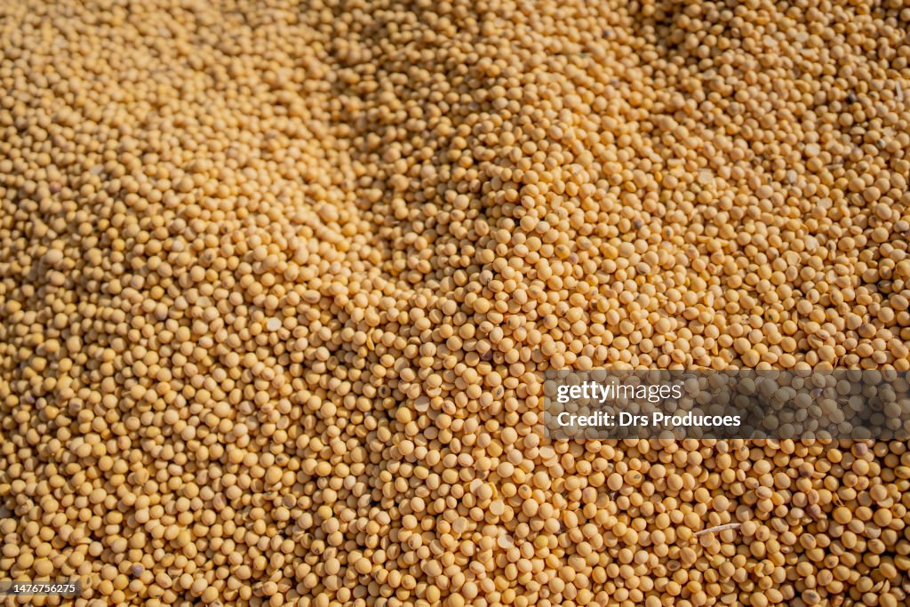 Soy beans