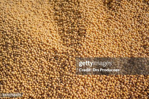 Soy beans Soy beans