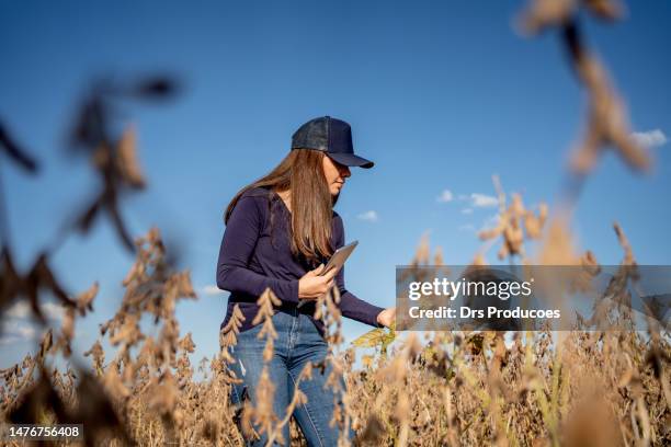 bäuerin prüft sojabohnen - soybean stock-fotos und bilder