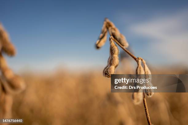 soy plantation - spraying soybeans stock pictures, royalty-free photos & images