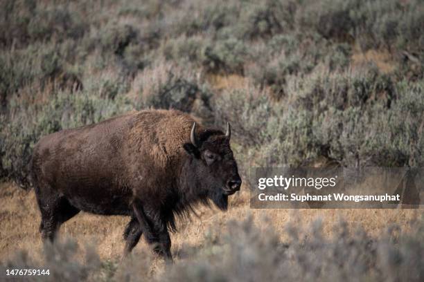bison in grand teton national park - national bison gebirge stock-fotos und bilder