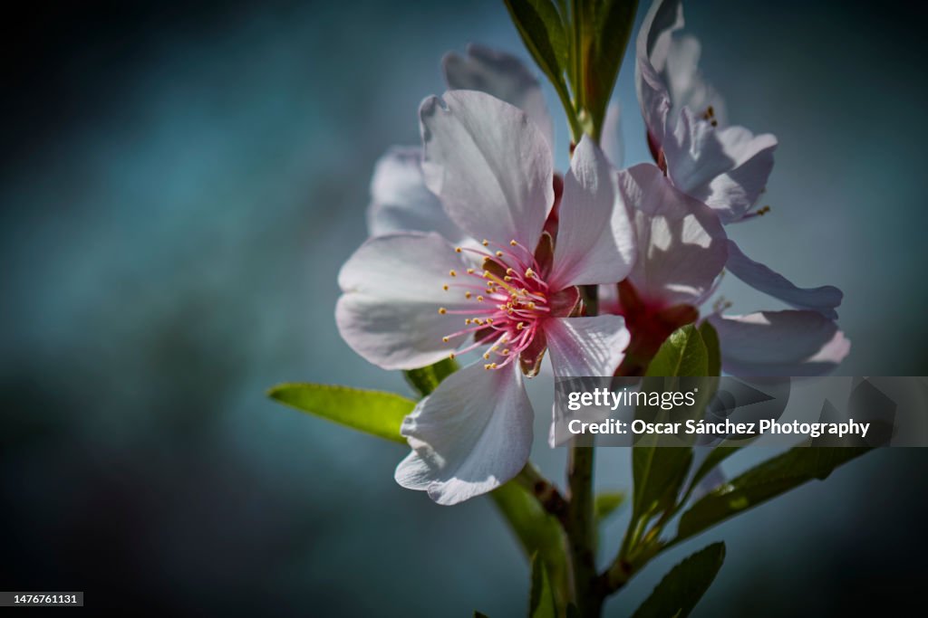 Close-up of almond flowers