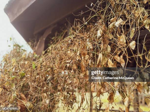 dead vines covering side of outdoor gazebo - dead garden stock pictures, royalty-free photos & images