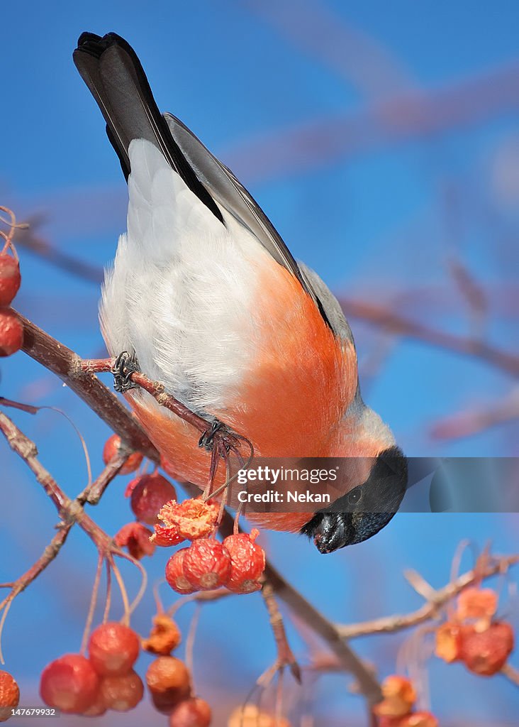 Bullfinch on a branch with red fruits (Pyrrhula-pyrrhula).