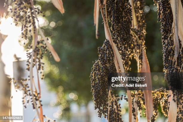 açaí palm palm fruits (euterpe oleracea, acai palm, arecaceae) - acai ストックフォトと画像