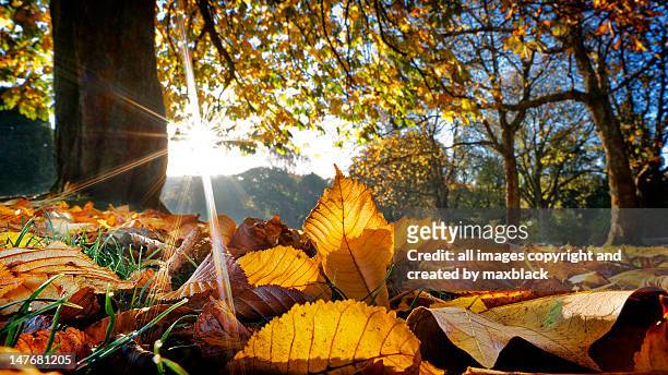 autumn leaves in botanical gardens, glasgow - autumn garden stock pictures, royalty-free photos & images