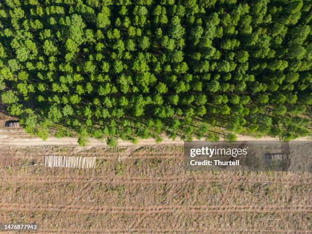 sección talada de plantación de bosque de pinos - deforestation fotografías e imágenes de stock