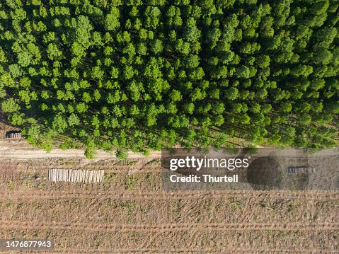 Logged section of pine forest plantation Logged section of pine forest plantation