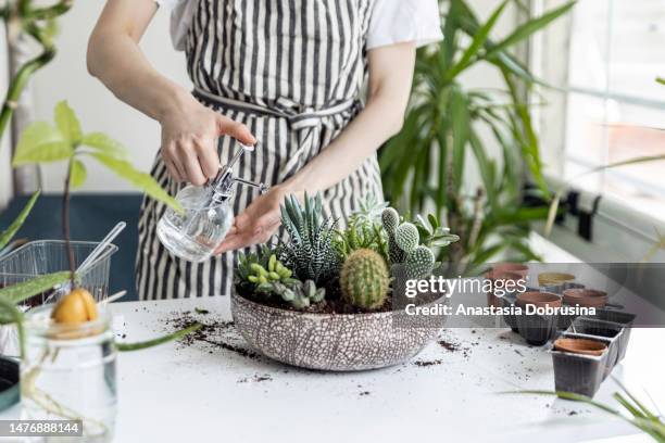 woman gardeners hand transplanting cacti and succulents in pots on white table. concept of home garden. - watering succulent stock pictures, royalty-free photos & images