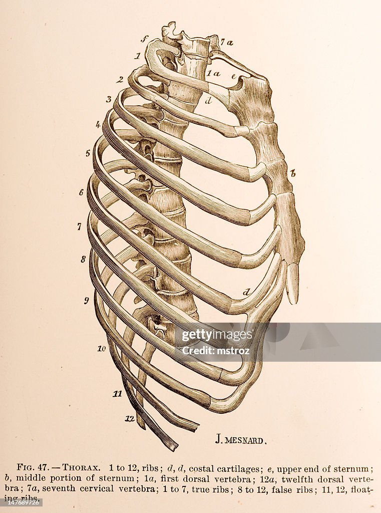 Human Ribs System Human Rib Cage High-Res Vector Graphic - Getty Images
