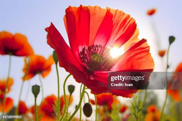 low angle view of blooming poppy flower field with sunshine and blue sky,  remembrance day, poppy day - poppies stockfoto's en -beelden