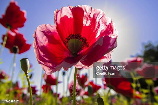 low angle view of blooming poppy flower field with sunshine and blue sky,  remembrance day, poppy day - sunshine and flowers imagens e fotografias de stock
