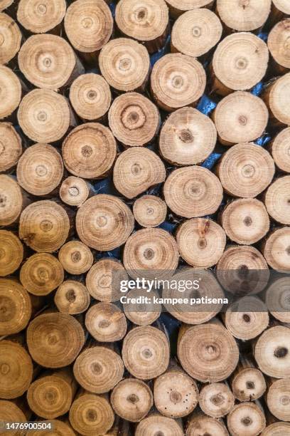 cross section tree log with wood texture pattern background - rheingau stock pictures, royalty-free photos & images