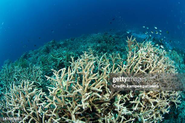 abundance reef and marine life in wakatobi national park, indonesia. - color enhanced stock pictures, royalty-free photos & images