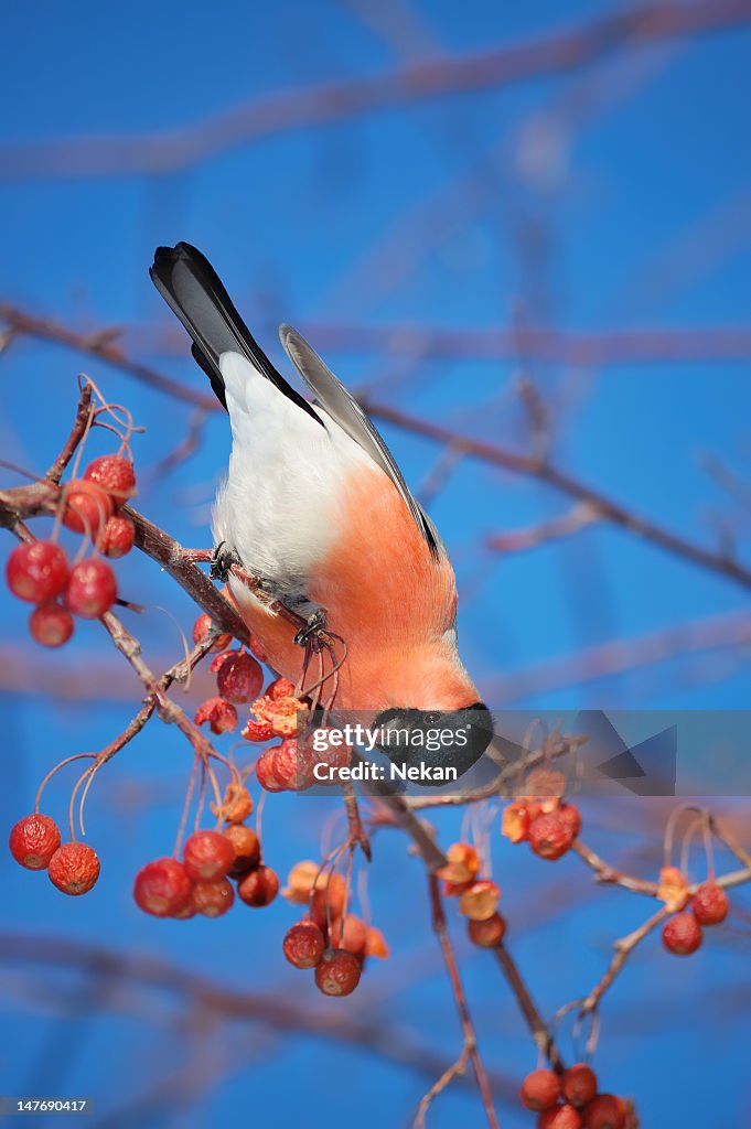 Bullfinch on a branch with red fruits (Pyrrhula-pyrrhula)
