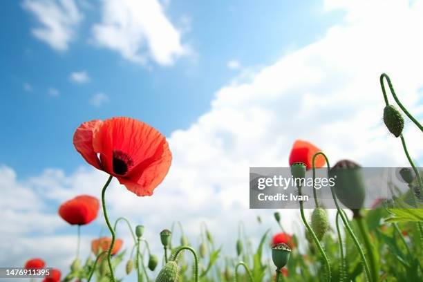 bright wild poppies in a field against blue sky, remembrance day, poppy day - japan prize stock pictures, royalty-free photos & images