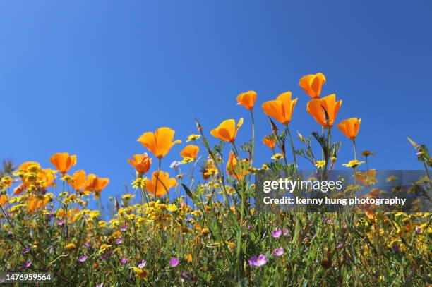 california poppies flower blooming - california golden poppy stock pictures, royalty-free photos & images