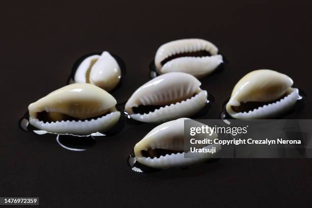 wet cowries shell close up in black background - kaurischnecke stock-fotos und bilder