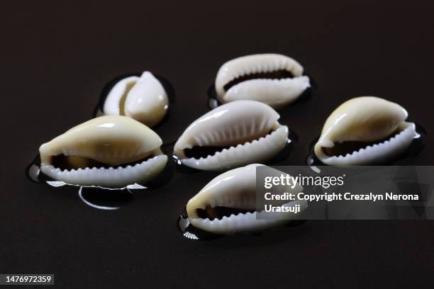 wet cowries shell close up in black background - cowrie shell stock pictures, royalty-free photos & images