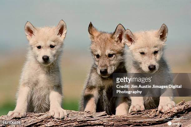 baby wolf pups - raubtierjunges stock-fotos und bilder