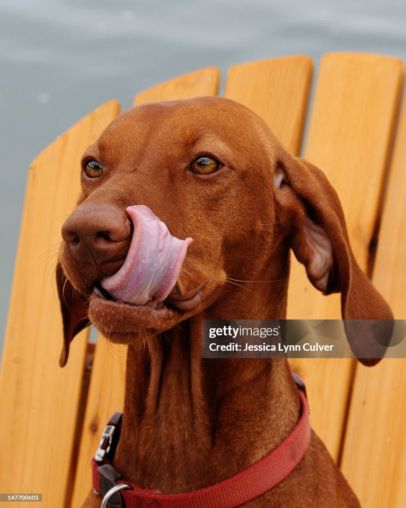 Vizsla waiting for treat dockside