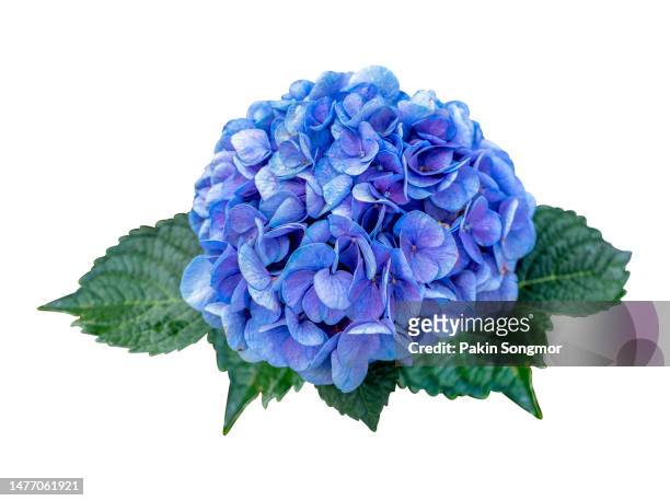 detail of a hydrangea flower against an isolated white background. clipping path - tropical deciduous forest stock pictures, royalty-free photos & images