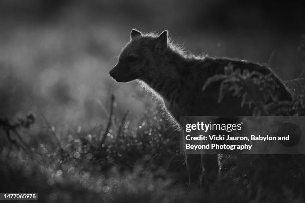 beautiful back lit portrait of young hyena in maasai mara, kenya - rim light portrait stock pictures, royalty-free photos & images