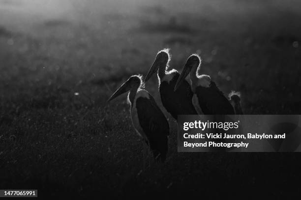 dramatic black and white of backlit marabou storks in maasai mara, kenya - rim light portrait stock pictures, royalty-free photos & images