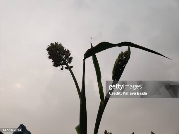 Considered the wonder crops, millets are farmer friendly, healthy for humans, climate resilient, water prudent crops but little research has been...