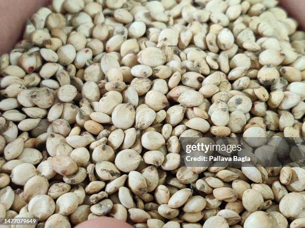 Milo Rin Rice 28 Telangana Shakuntala Photos & High Res Pictures - Getty Images