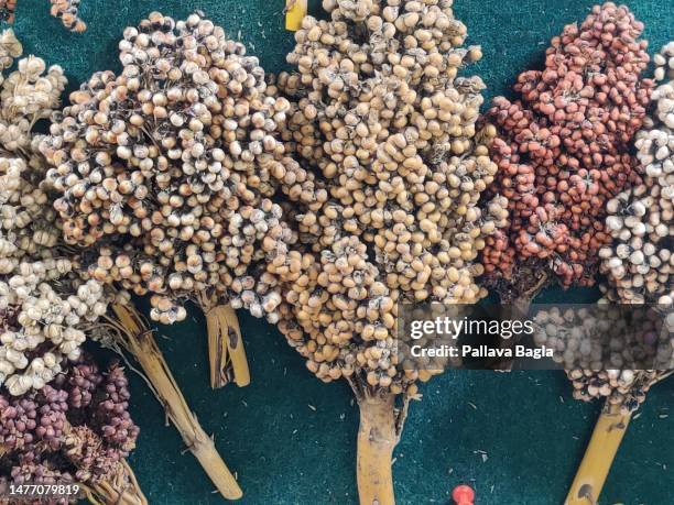 Considered the wonder crops, millets are farmer friendly, healthy for humans, climate resilient, water prudent crops but little research has been...