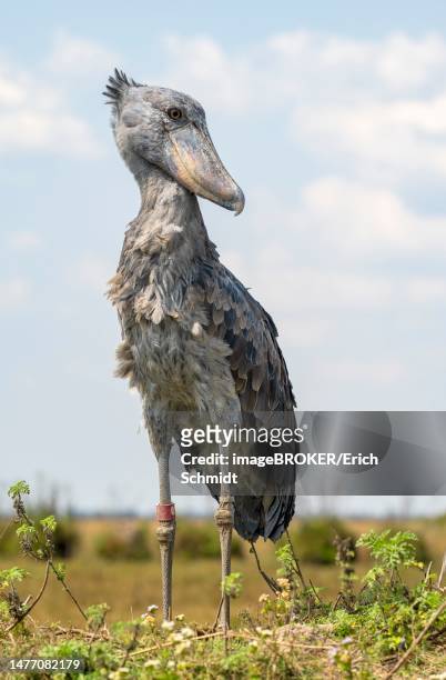 shoebill (balaeniceps rex), also abu markub, looking sideways, bangweulu swamps, zambia - shoebilled stork stock pictures, royalty-free photos & images