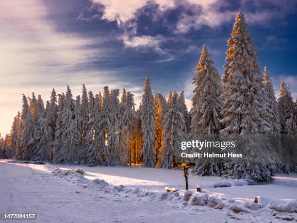 winter forest with red sunlight - thuringia stock pictures, royalty-free photos & images