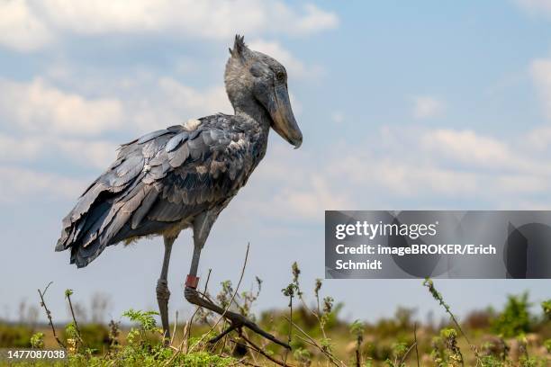 Also Wik 213 Bangweulu Swamps Stock Photos, High-Res Pictures, and Images ...