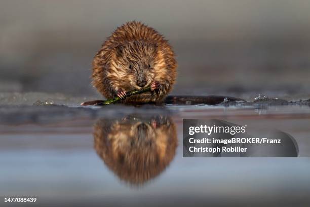 muskrat (ondatra zibethicus) eating horsetail on ice edge of partially frozen lake, kainuu, finland - muskrat stock-fotos und bilder