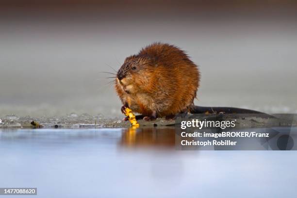 muskrat (ondatra zibethicus) on ice edge of partially frozen lake, kainuu, finland - muskrat stock-fotos und bilder