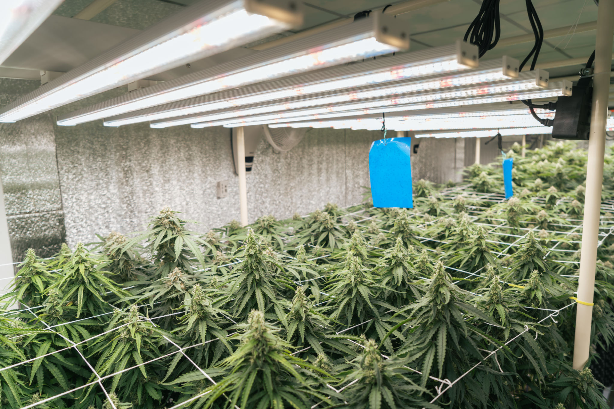 cannabis grow room