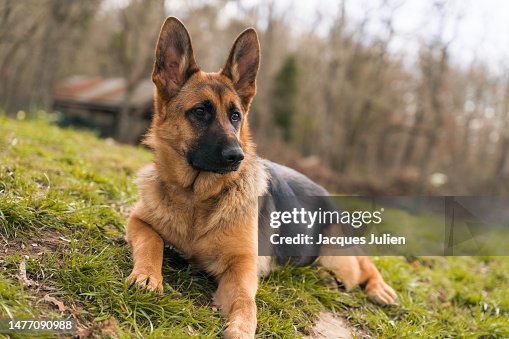 German Shepherd