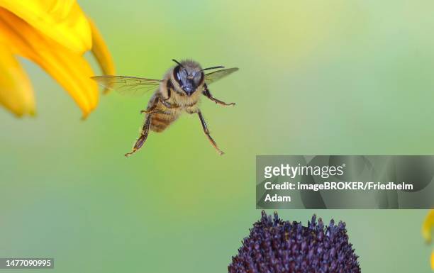 honey bee (apis mellifera), flying over coneflower (echinacea paradoxa), highspeed nature photo, between true common lavender (lavandula angustifolia), siegerland, north rhine-westphalia, germany - honey bee stock-fotos und bilder
