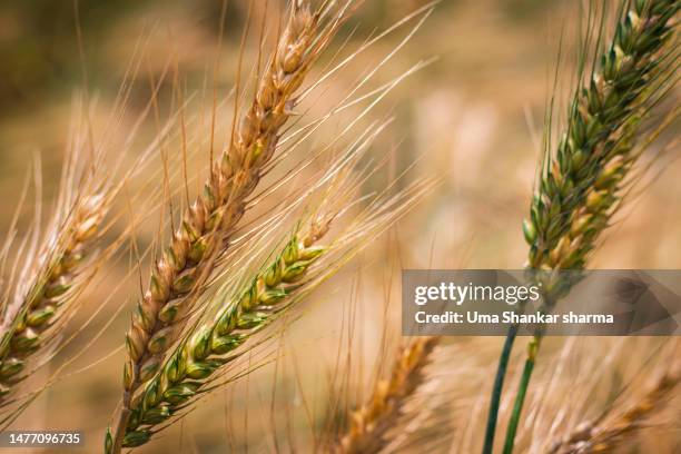 closeup of golden wheat on the field - harvest festival stock pictures, royalty-free photos & images