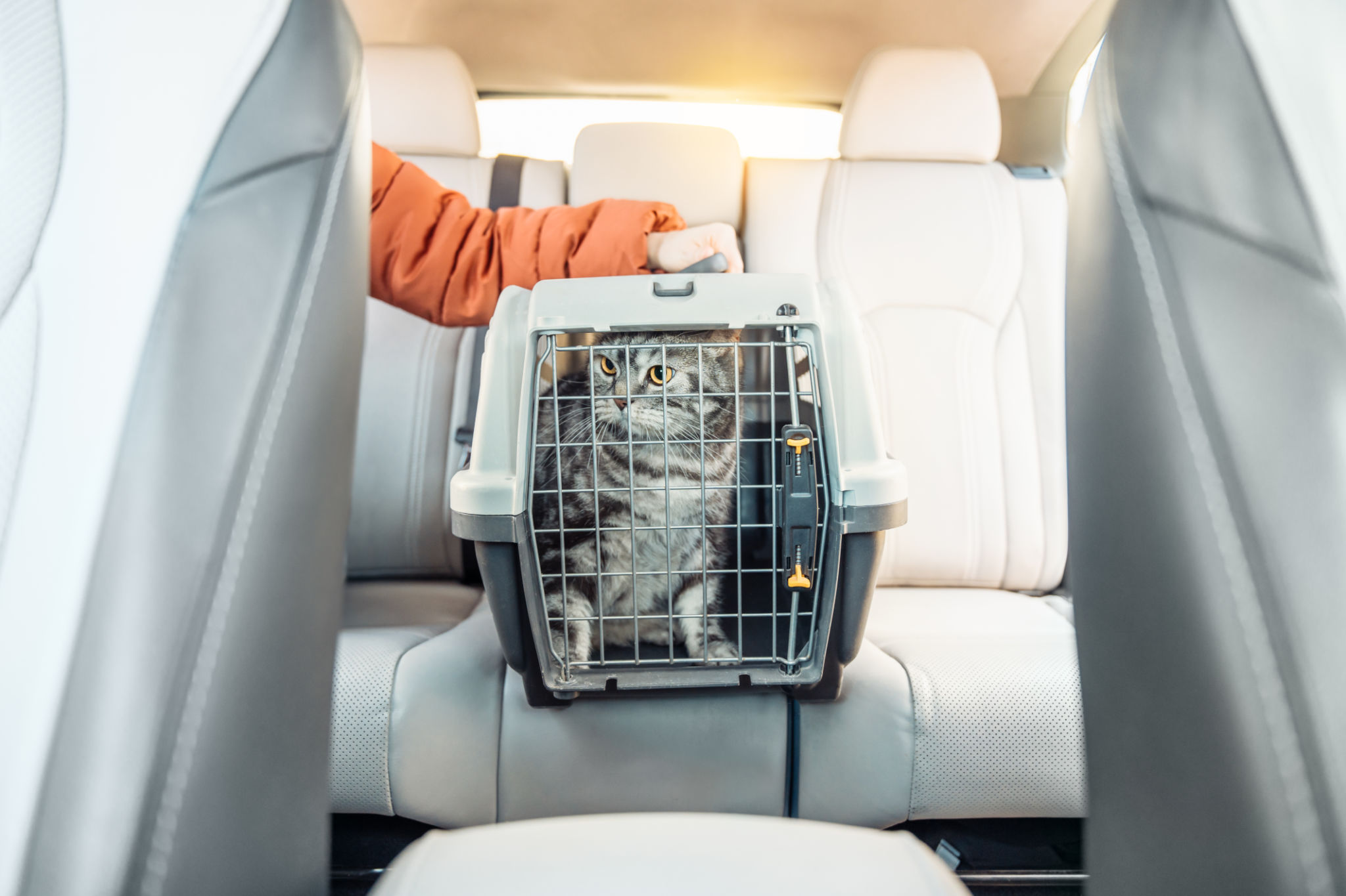 comfortable pet transport