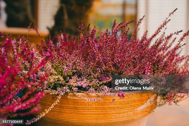 blooming heather plant in a pot - heather fotografías e imágenes de stock
