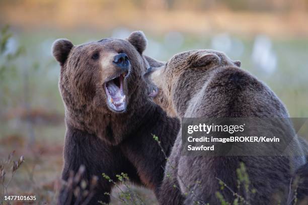 european brown bear (ursus arctos) adult male and female fighting in a boreal forest, suomussalmi, karelia, finland - brown bear stock pictures, royalty-free photos & images